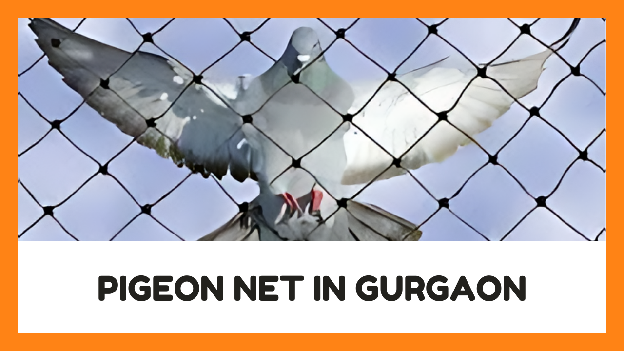 Pigeon Net In Gurgaon