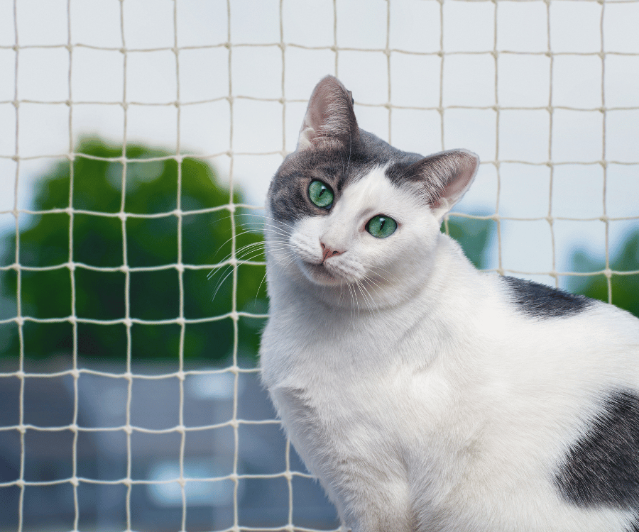 cat nets for balconies in gurgaon