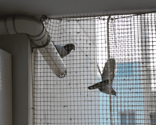 Bird Netting Services in Gurgaon​